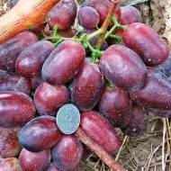 Саженец Виноград Олимп в контейнере